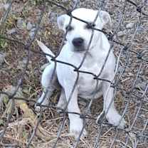 Thumbnail photo of Clyde #4