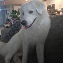 Thumbnail photo of Linda HTX #1