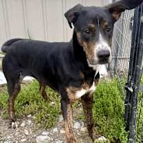 Thumbnail photo of Jaxon #1