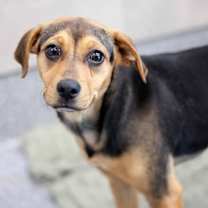 Thumbnail photo of Penny #1