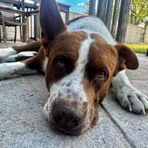 Thumbnail photo of Brutus #1