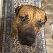 Thumbnail photo of Harris #2