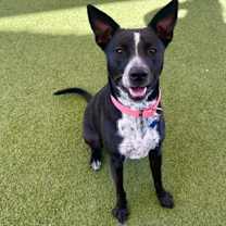 Thumbnail photo of Crissy #1