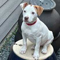 Thumbnail photo of Diamond #2