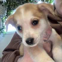 Thumbnail photo of Ranier #2