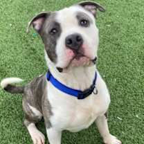 Thumbnail photo of Dallas #2