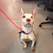 Thumbnail photo of Teddy #2