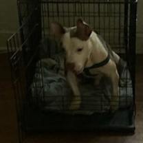 Thumbnail photo of Teddy #3