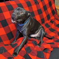 Thumbnail photo of Stetson #2