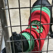 Thumbnail photo of Stetson #3