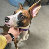 Thumbnail photo of Bella #1