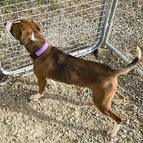 Thumbnail photo of Bella #2