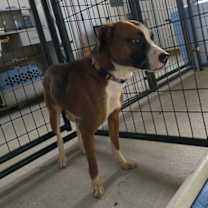 Thumbnail photo of Bella #3