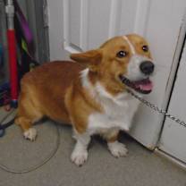 Thumbnail photo of Hoover #4