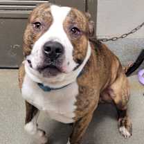 Thumbnail photo of King #1