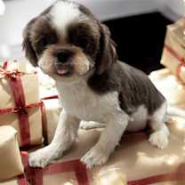 Thumbnail photo of Falcor #1