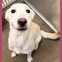 Thumbnail photo of Dog Kennel #12 Paris #1