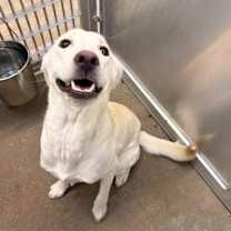 Thumbnail photo of Dog Kennel #12 Paris #2