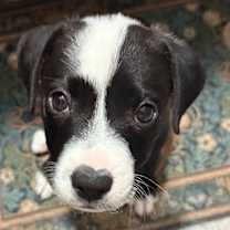 Thumbnail photo of Turkey #2