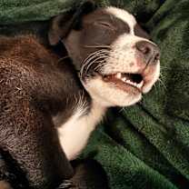 Thumbnail photo of Turkey #4