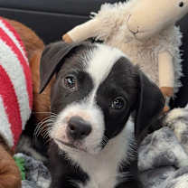 Thumbnail photo of Turkey #1