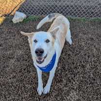 Thumbnail photo of Reeses  #1