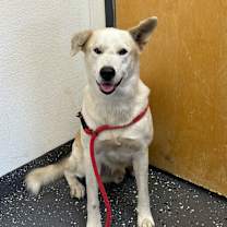 Thumbnail photo of Reeses  #2