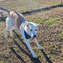 Thumbnail photo of Reeses  #4