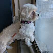 Thumbnail photo of Percival 91 #4