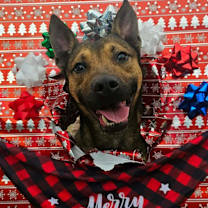 Thumbnail photo of AUSTiN ★ Available NOW - ADOPTION or RESCUE! #1