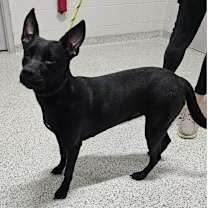 Thumbnail photo of TAYLOR ★ Available NOW - ADOPTION or RESCUE! #1