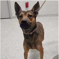 Thumbnail photo of AUSTiN ★ Available NOW - ADOPTION or RESCUE! #2