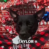 Thumbnail photo of TAYLOR ★ Available NOW - ADOPTION or RESCUE! #2