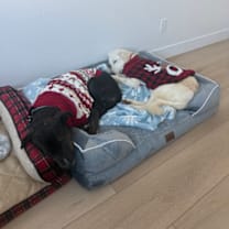 Thumbnail photo of Skylee #3