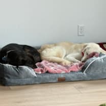 Thumbnail photo of Skylee #4