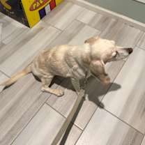 Thumbnail photo of Jake #4