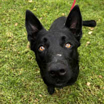 Thumbnail photo of Rinaldo #2