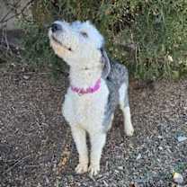 Thumbnail photo of Jazzy Ms Jessi ~ Exquisite OES ! #4