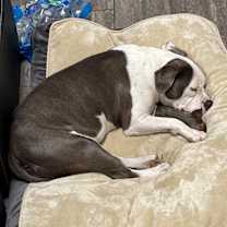 Thumbnail photo of Sharky #2