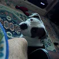 Thumbnail photo of Sharky #3