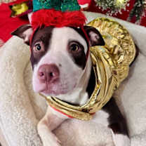 Thumbnail photo of Jovie #3