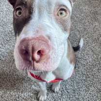 Thumbnail photo of Jovie #4