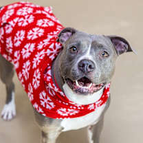 Thumbnail photo of Sue Denim #1