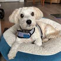 Thumbnail photo of Louie #2