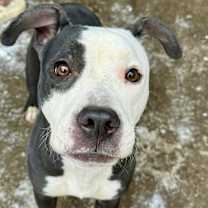 Thumbnail photo of Sugar Plum #1