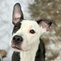 Thumbnail photo of Sugar Plum #2