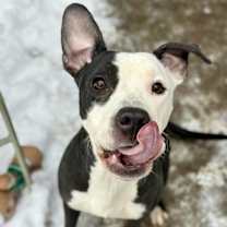 Thumbnail photo of Sugar Plum #4