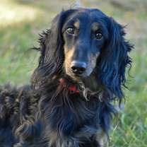 Thumbnail photo of Bentley #1