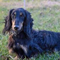 Thumbnail photo of Bentley #2