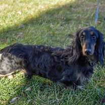 Thumbnail photo of Bentley #3